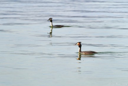 Haubentaucher auf dem Bodensee