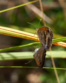 Schmetterling Kleines Wiesenvögelchen II