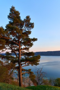 Kiefer im Abendlicht bei Sipplingen am Bodensee