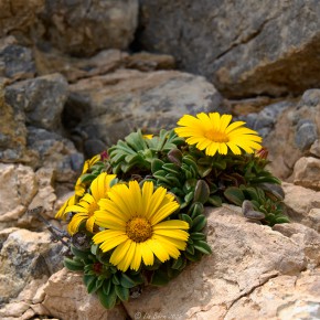 Küstenstrandstern auf Ibiza