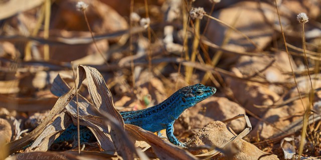 Blaue Pityusen Eidechse