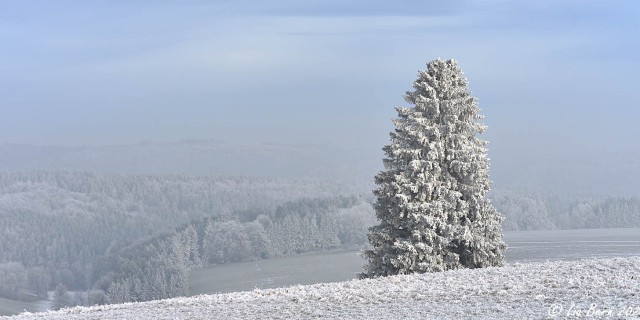 Witthoh, Verschneite Fichte II