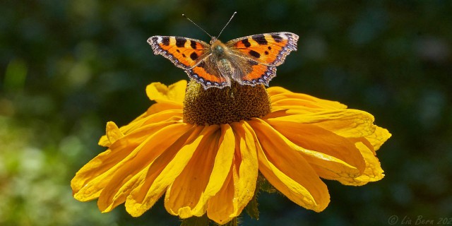 Schmetterling auf Sonnenhut
